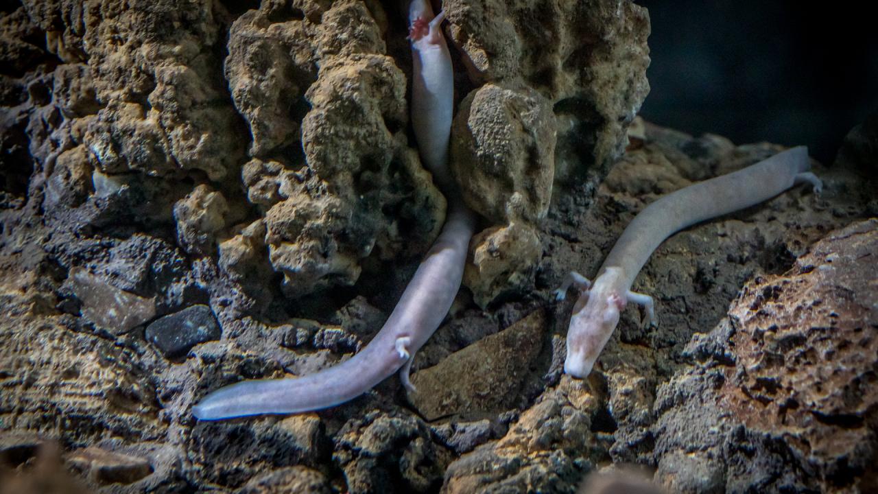 12 Proteus2. Photo Nik Jarh 2022