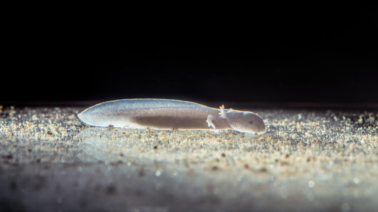 22 Proteus2. Photo Nik Jarh 2022