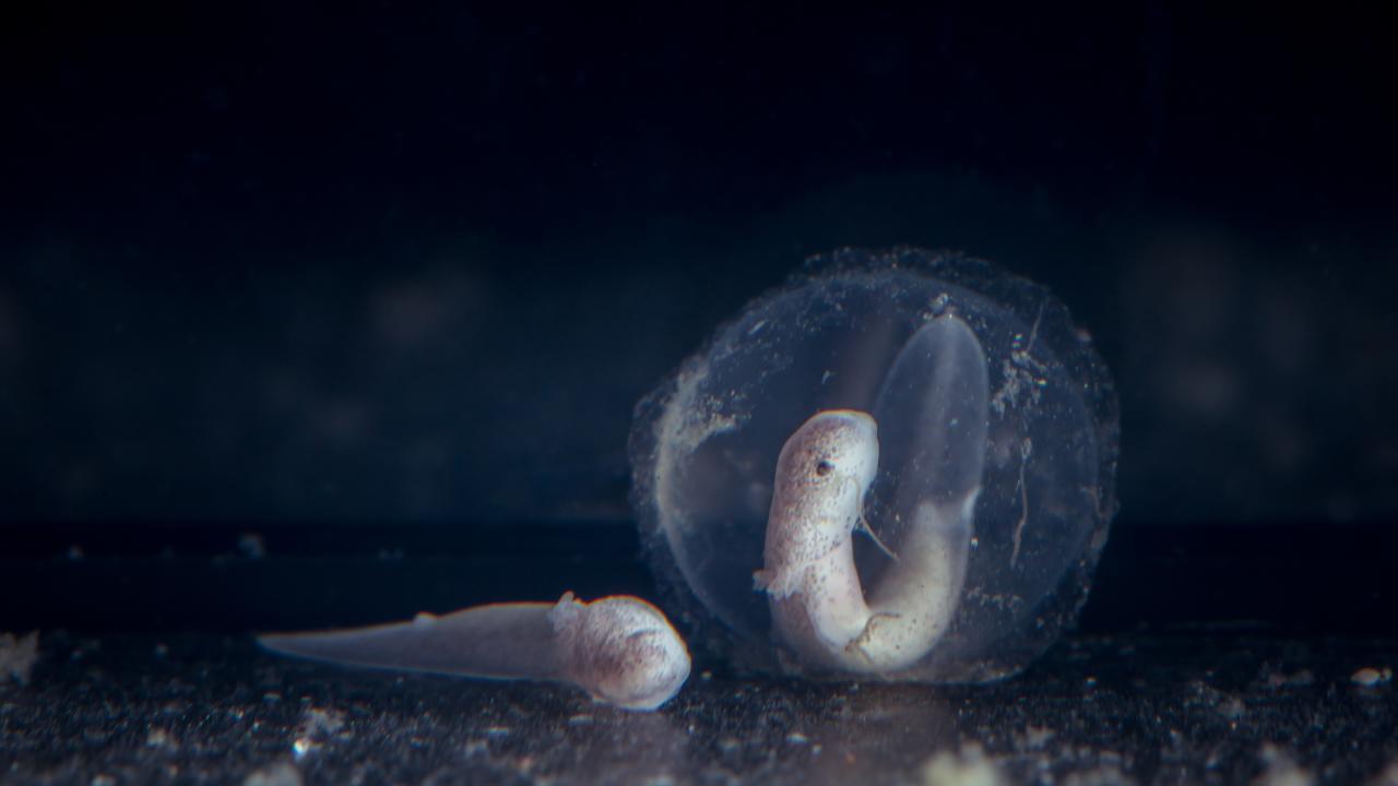 23 Proteus2. Photo Nik Jarh 2022