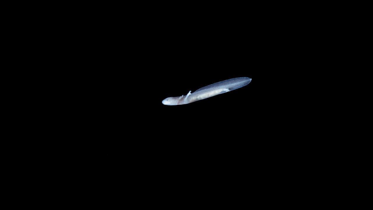 27 Proteus2. Photo Nik Jarh 2022