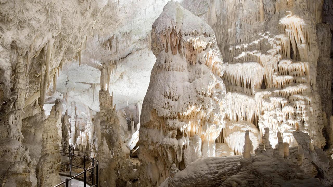 Grottenolm Proteus anguinus DRUCK von 1912 Adelsberger Grotte Postojna 