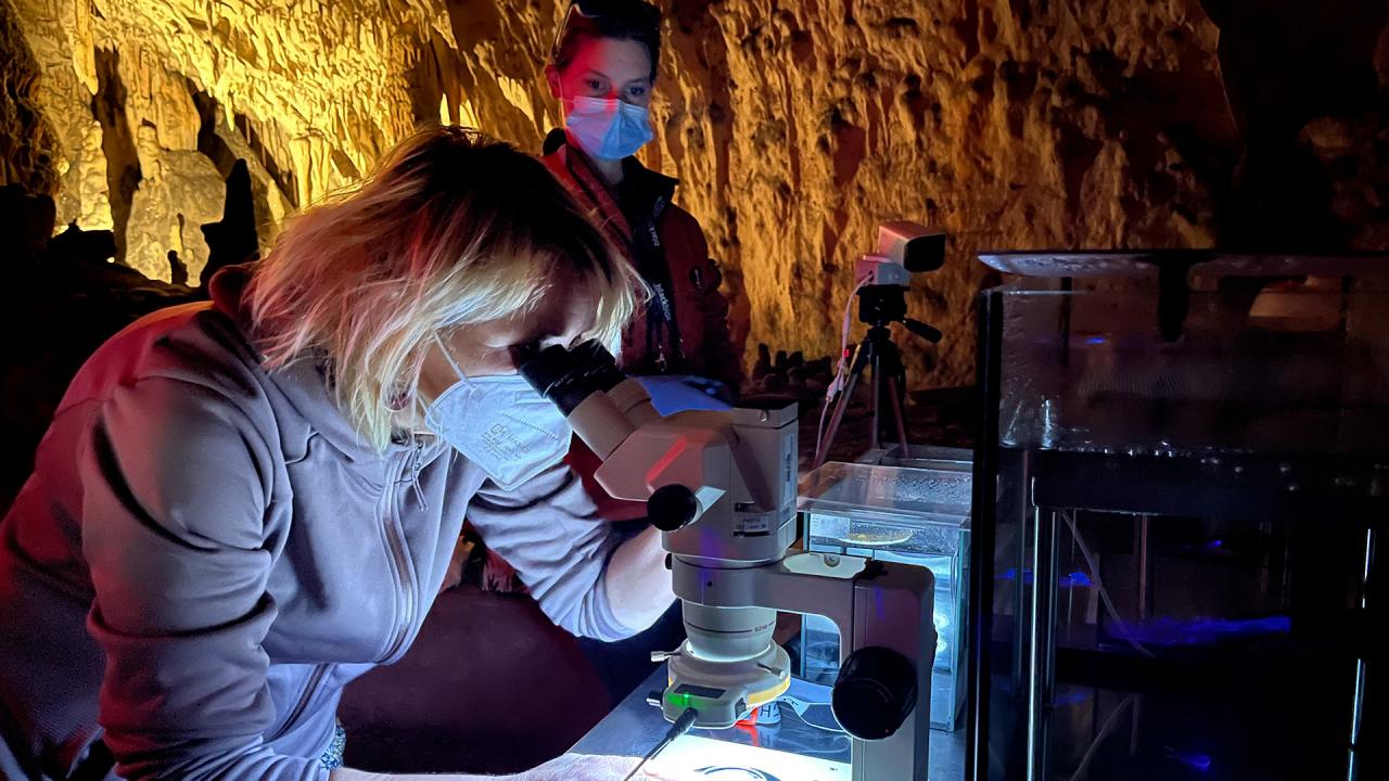 11 Laboratorij Postojnske jame ze vec let uspesno sodeluje z znanstveniki Biotehniske fakultete v Ljubljani