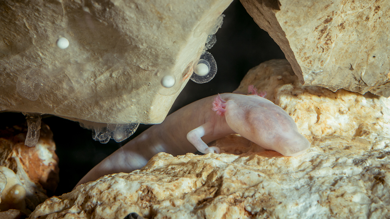 06 Baby dragons from Postojna Cave in Slovenia can live up to 100 years. Photo Nik Jarh