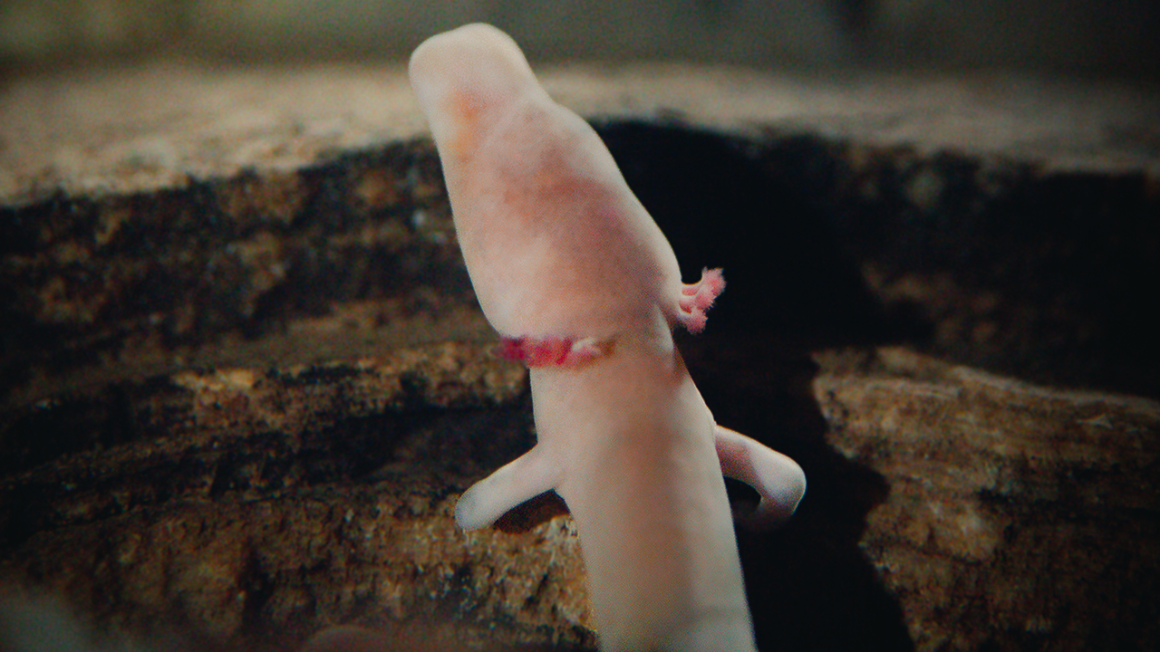 07 Proteus anguinus from Postojna Cave Slovenia. Photo Leila Lisjak