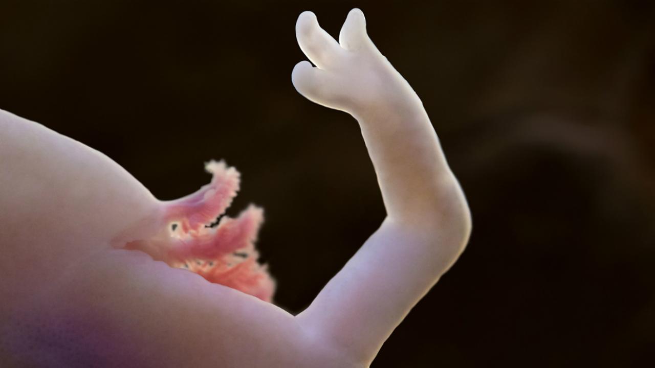 baby dragon6