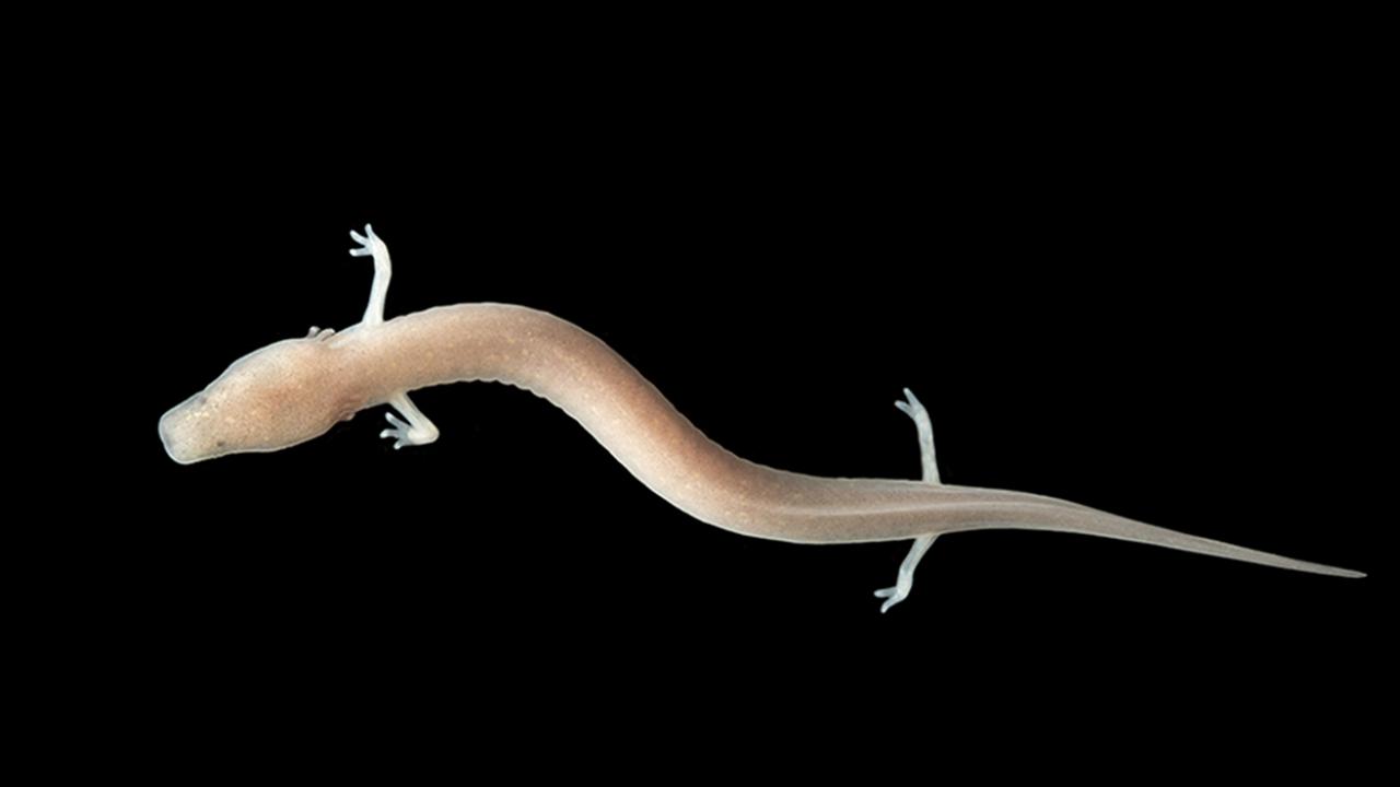 01-a-juvenile-olm-looks-exactly-like-an-adult-olm-photo-source-postojnska-jama.jpg