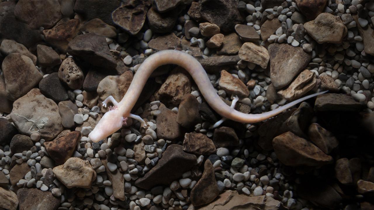 03-an-adult-olm-in-the-postojna-cave-aquarium-photo-source-postojnska-jama.jpg