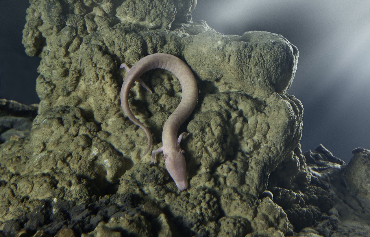 Les Histoires Secretes Des Bebes Dragons Le Parc De La Grotte De Postojna